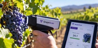 Investigadores de CITRA UTalca crean tecnología que detecta madurez de la uva en segundos