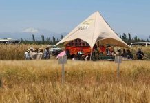 Investigadores de INIA Quilamapu preparan masiva Jornada Agrotecnológica para agricultores del centro-sur Investigadores de INIA Quilamapu preparan masiva Jornada Agrotecnológica para agricultores del centro-sur
