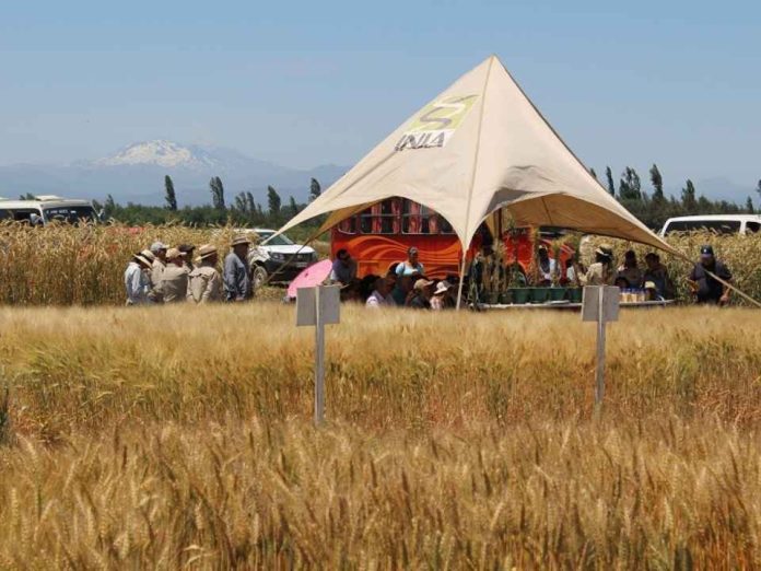 Investigadores de INIA Quilamapu preparan masiva Jornada Agrotecnológica para agricultores del centro-sur Investigadores de INIA Quilamapu preparan masiva Jornada Agrotecnológica para agricultores del centro-sur