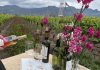 La actividad enoturística que invita a descubrir el rol de las flores en una viticultura sostenible en el Valle de Colchagua La actividad enoturística que invita a descubrir el rol de las flores en una viticultura sostenible en el Valle de Colchagua