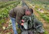 La agricultura española sigue actuando contra el cambio climático en un contexto más complejo La agricultura española sigue actuando contra el cambio climático en un contexto más complejo