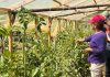 La otra economía del campo: el trabajo de las mujeres rurales que no aparece en las cifras La otra economía del campo: el trabajo de las mujeres rurales que no aparece en las cifras