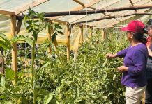 La otra economía del campo: el trabajo de las mujeres rurales que no aparece en las cifras La otra economía del campo: el trabajo de las mujeres rurales que no aparece en las cifras