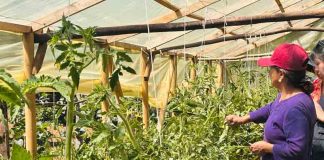 La otra economía del campo: el trabajo de las mujeres rurales que no aparece en las cifras La otra economía del campo: el trabajo de las mujeres rurales que no aparece en las cifras