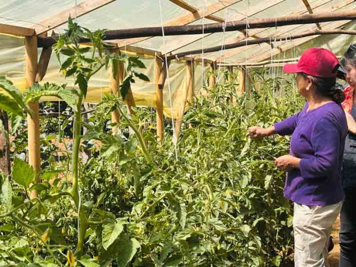 La otra economía del campo: el trabajo de las mujeres rurales que no aparece en las cifras La otra economía del campo: el trabajo de las mujeres rurales que no aparece en las cifras