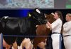 La producción lechera española acelera su transformación tecnológica en EuroTier 2026