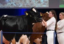 La producción lechera española acelera su transformación tecnológica en EuroTier 2026