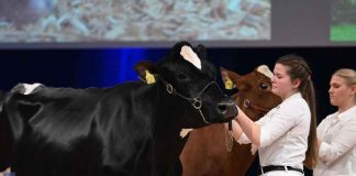La producción lechera española acelera su transformación tecnológica en EuroTier 2026 La producción lechera española acelera su transformación tecnológica en EuroTier 2026