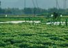 La silenciosa "alergia" de la tierra: Más del 20% de los suelos irrigados sufre daños por salinización, advierte la FAO