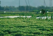 La silenciosa "alergia" de la tierra: Más del 20% de los suelos irrigados sufre daños por salinización, advierte la FAO