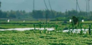 La silenciosa «alergia» de la tierra: Más del 20% de los suelos irrigados sufre daños por salinización, advierte la FAO La silenciosa "alergia" de la tierra: Más del 20% de los suelos irrigados sufre daños por salinización, advierte la FAO