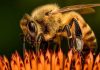 Las abejas europeas han perdido un tercio de su territorio en un siglo. Y el cambio climático no es el principal culpable