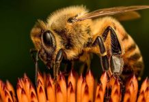 Las abejas europeas han perdido un tercio de su territorio en un siglo. Y el cambio climático no es el principal culpable