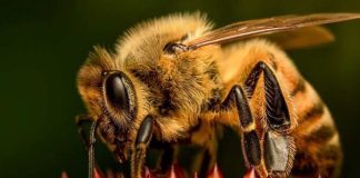 Las abejas europeas han perdido un tercio de su territorio en un siglo. Y el cambio climático no es el principal culpable