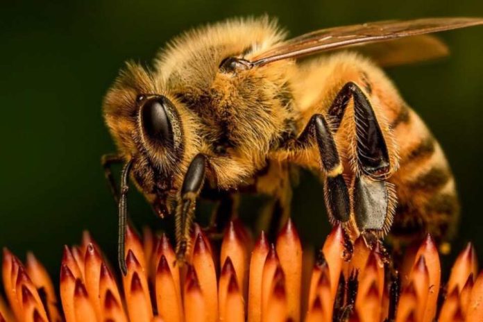 Las abejas europeas han perdido un tercio de su territorio en un siglo. Y el cambio climático no es el principal culpable Las abejas europeas han perdido un tercio de su territorio en un siglo. Y el cambio climático no es el principal culpable
