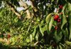 Las cerezas argentinas llegan tarde a la temporada: El frío retrasó la cosecha y el sector mira al cielo para alcanzar las 8.500 toneladas exportables