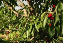 Las cerezas argentinas llegan tarde a la temporada: El frío retrasó la cosecha y el sector mira al cielo para alcanzar las 8.500 toneladas exportables