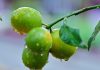 Lluvias intensas podrían afectar la floración y la calidad de la producción frutícola Lluvias intensas podrían afectar la floración y la calidad de la producción frutícola