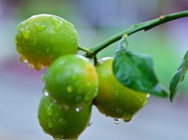 Lluvias intensas podrían afectar la floración y la calidad de la producción frutícola Lluvias intensas podrían afectar la floración y la calidad de la producción frutícola