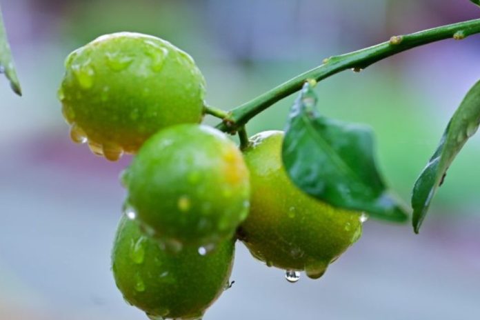 Lluvias intensas podrían afectar la floración y la calidad de la producción frutícola Lluvias intensas podrían afectar la floración y la calidad de la producción frutícola