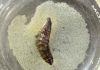Nematodos: los pequeños habitantes del suelo que aportan a la agricultura y los ecosistemas Nematodos: los pequeños habitantes del suelo que aportan a la agricultura y los ecosistemas