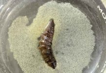 Nematodos: los pequeños habitantes del suelo que aportan a la agricultura y los ecosistemas Nematodos: los pequeños habitantes del suelo que aportan a la agricultura y los ecosistemas