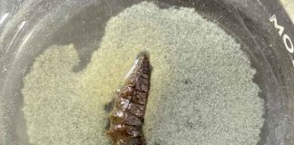 Nematodos: los pequeños habitantes del suelo que aportan a la agricultura y los ecosistemas Nematodos: los pequeños habitantes del suelo que aportan a la agricultura y los ecosistemas
