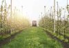 Ñuble apuesta por modernizar su agroindustria con 16 nuevos proyectos de inversión Ñuble apuesta por modernizar su agroindustria con 16 nuevos proyectos de inversión