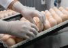 Nuevas tecnologías de vacunación fortalecen la prevención sanitaria en la producción de huevos