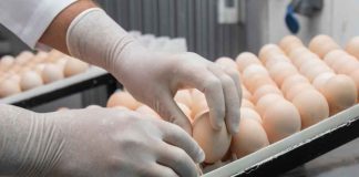 Nuevas tecnologías de vacunación fortalecen la prevención sanitaria en la producción de huevos Nuevas tecnologías de vacunación fortalecen la prevención sanitaria en la producción de huevos
