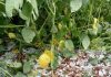 Paraguay: Temporal, granizo y fuertes vientos golpean cultivos clave del país Paraguay: Temporal, granizo y fuertes vientos golpean cultivos clave del país