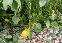 Paraguay: Temporal, granizo y fuertes vientos golpean cultivos clave del país Paraguay: Temporal, granizo y fuertes vientos golpean cultivos clave del país