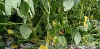 Paraguay: Temporal, granizo y fuertes vientos golpean cultivos clave del país Paraguay: Temporal, granizo y fuertes vientos golpean cultivos clave del país