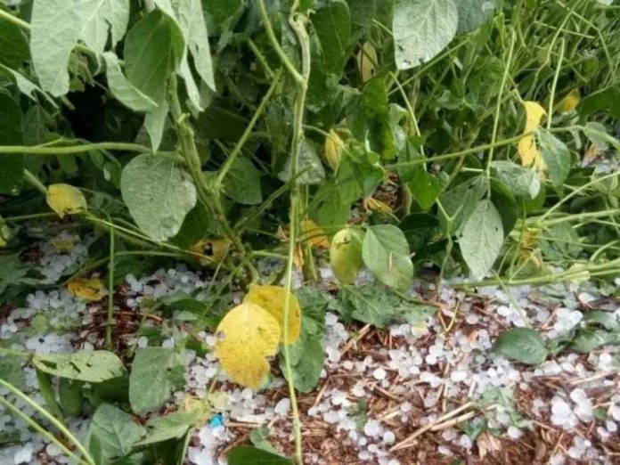 Paraguay Temporal, granizo y fuertes vientos golpean cultivos clave del país Paraguay: Temporal, granizo y fuertes vientos golpean cultivos clave del país