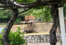 Parras de 160 años y vigas de robles nacidos hace más de ocho siglos: la madera revela la historia del vino chileno Parras de 160 años y vigas de robles nacidos hace más de ocho siglos la madera revela la historia del vino chileno