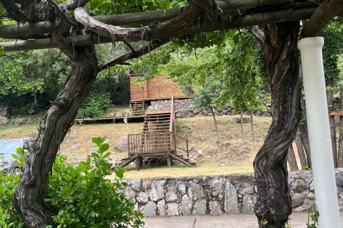 Parras de 160 años y vigas de robles nacidos hace más de ocho siglos la madera revela la historia del vino chileno Parras de 160 años y vigas de robles nacidos hace más de ocho siglos la madera revela la historia del vino chileno