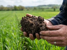 Reportaje | Perder Carbono del Suelo: el costo invisible del Calentamiento Agrícola y la pérdida de Inteligencia Biológica Perder Carbono del Suelo: el costo invisible del Calentamiento Agrícola y la pérdida de Inteligencia Biológica, Terragénesis