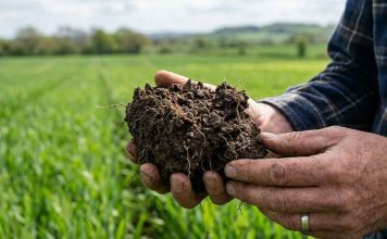 Perder Carbono del Suelo: el costo invisible del Calentamiento Agrícola y la pérdida de Inteligencia Biológica, Terragénesis