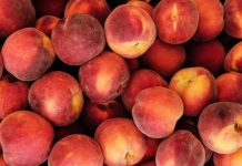 Perú suspende la venta y uso de glifosato y otros cuatro plaguicidas en alimentos vegetales tras fallo del TC Perú suspende la venta y uso de glifosato y otros cuatro plaguicidas en alimentos vegetales tras fallo del TC