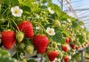 Plantas de frutillas que pueden dar frutos 2 veces en una misma temporada avanzan a su pronta comercialización en Inglaterra Plantas de frutillas que pueden dar frutos 2 veces en una misma temporada avanzan a su pronta comercialización en Inglaterra
