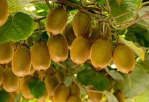 Reportaje | Polinización Asistida en Kiwi – temporada 2026 Reportaje | Polinización Asistida en Kiwi – temporada 2026, Zimex Europollen