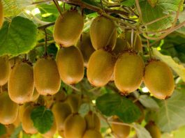 Reportaje | Polinización Asistida en Kiwi – temporada 2026 Reportaje | Polinización Asistida en Kiwi – temporada 2026, Zimex Europollen