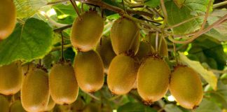 Noticia: Reportaje | Polinización Asistida en Kiwi – temporada 2026