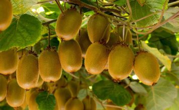 Reportaje | Polinización Asistida en Kiwi – temporada 2026 Reportaje | Polinización Asistida en Kiwi – temporada 2026, Zimex Europollen
