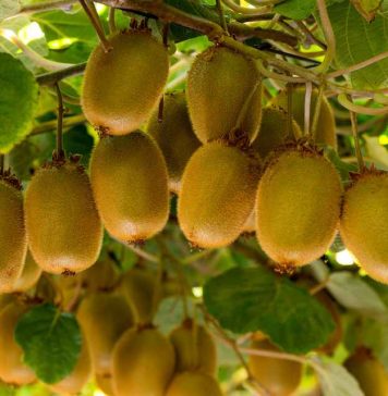 Reportaje | Polinización Asistida en Kiwi – temporada 2026, Zimex Europollen