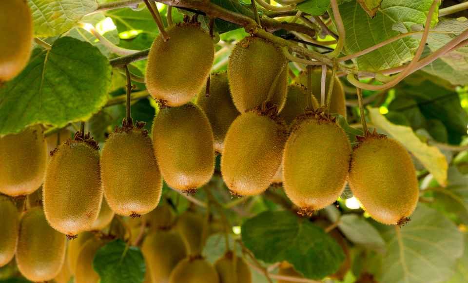 Reportaje | Polinización Asistida en Kiwi – temporada 2026 Reportaje | Polinización Asistida en Kiwi – temporada 2026, Zimex Europollen