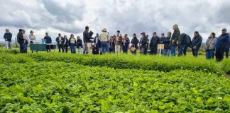 Praderas mixtas de ballicas con trébol blanco y rosado: una alternativa para mejorar la calidad del forraje y avanzar hacia una ganadería más sustentable