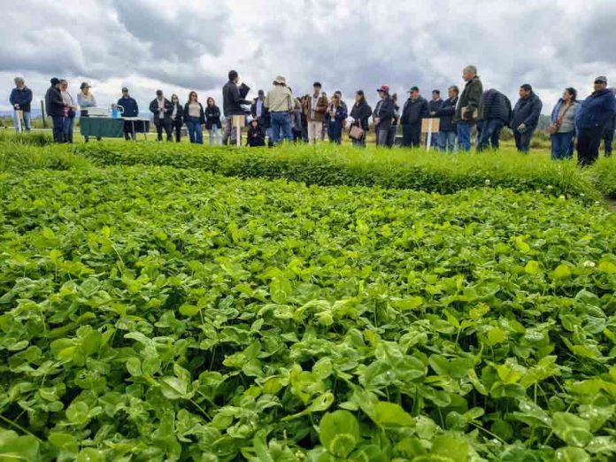 Praderas mixtas de ballicas con trébol blanco y rosado: una alternativa para mejorar la calidad del forraje y avanzar hacia una ganadería más sustentable Praderas mixtas de ballicas con trébol blanco y rosado: una alternativa para mejorar la calidad del forraje y avanzar hacia una ganadería más sustentable