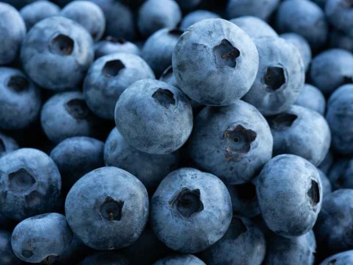 Proarándanos recorta nuevamente su proyección de envíos para la temporada 2026-27 Exportaciones llegaron a 344 mil toneladas y peak exportador sería 30% menor Proarándanos recorta nuevamente su proyección de envíos para la temporada 2026-27: Exportaciones llegaron a 344 mil toneladas y peak exportador sería 30% menor