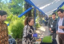 Producción de antioxidantes naturales a partir de legumbres locales para conservar alimentos Producción de antioxidantes naturales a partir de legumbres locales para conservar alimentos